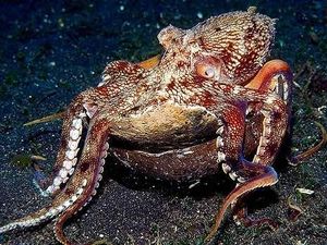 Octopus marginatus3.jpg