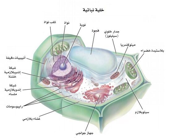 يُوضح الشكل مكونات الخلية النباتية