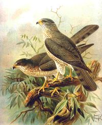 Accipiter brevipes.jpg