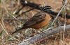 Emberiza tahapisi by Derek Keats.jpg