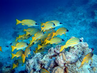 Bluestripe snapper eat just about anything.