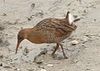 Rallus obsoletus - San Francisco Bay, 2004.jpg