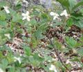 Sibbaldiopsis Three-toothed Cinquefoil (S. tridentata)