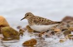 Temmincks Stint.jpg