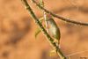 Thick-billed Warbler 1 @ Kakkadampoil 2-2-14.jpg