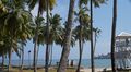 The Andaman coast lined with coconut palms