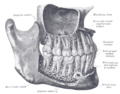 The permanent teeth, viewed from the right.