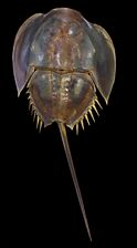 Horseshoe crab, a living fossil arthropod from 450 million years ago