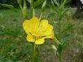 Oenothera biennis 20050825 962.jpg