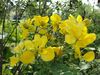 A Cassia auriculata shrub.jpg