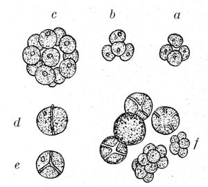 Chlorella regularis.jpg