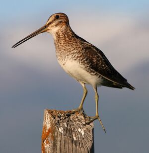 Long-legged bird with long bill wading in marsh