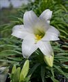 Lilium-candidum-001-Zachi-Evenor.jpg