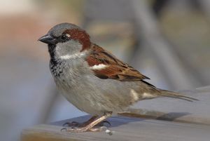 Passer domesticus male (15).jpg