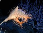 A Venus fly-trap, Actinoscyphia species, in the Gulf of Mexico at a depth of 4,921 feet (1,500 meters.)