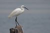 Aigrette garzette au lac sud de Tunis (site RAMSAR).jpg