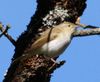 Phylloscopus bonelli in the wild.jpg