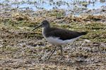 Green sandpiper (Tringa ochropus).jpg