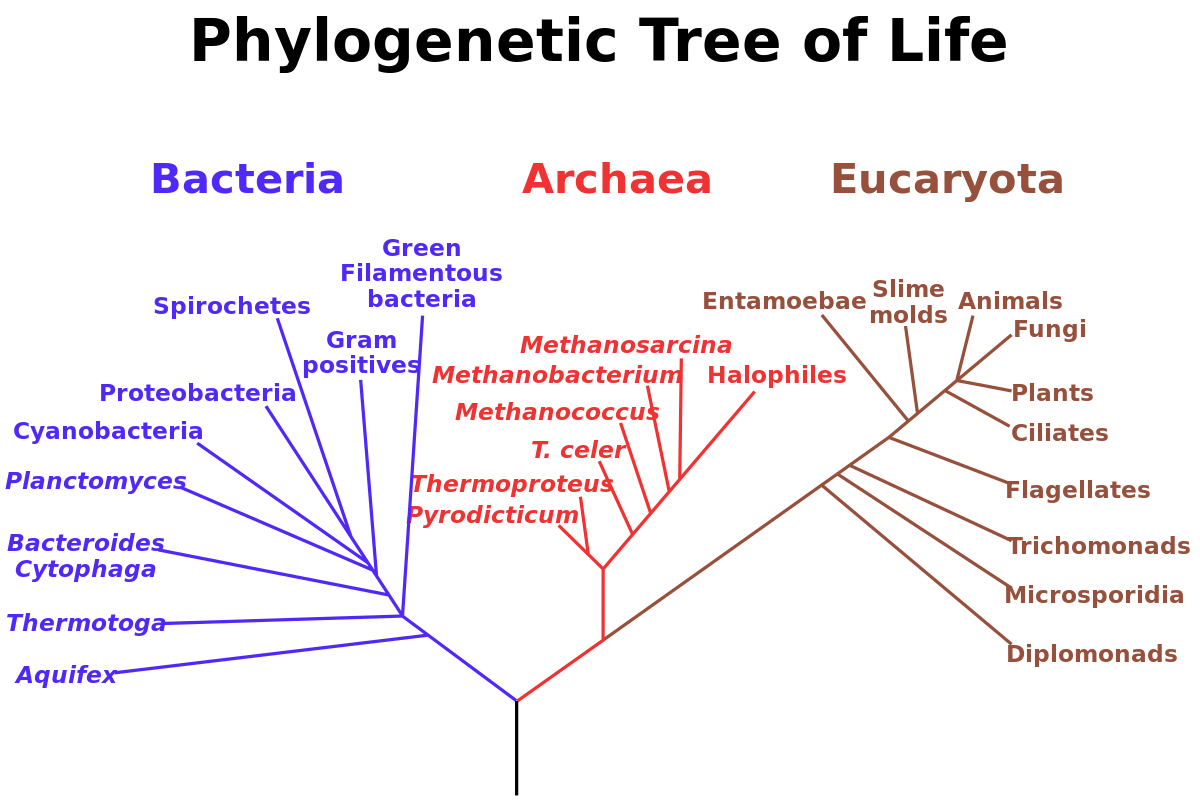 phylogenetic-tree-svg