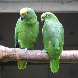 Yellow-crowned Amazon (Amazona ochrocephala) -Well Place Zoo-4c.jpg