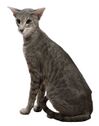 Oriental Shorthair