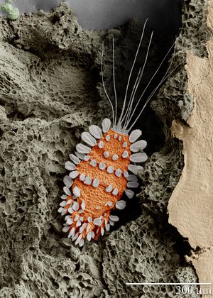 Peacock mite, Tuckerella sp.jpg