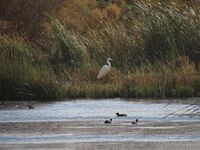 5 Azraq reserve (35) (13252397285).jpg