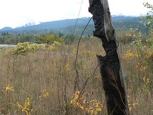 View of an overgrown field with a rotting fencepost in the foreground and a range of hills in the distance