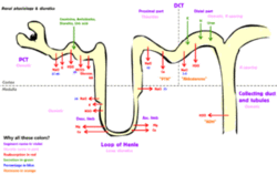 Renal Diuretics.gif