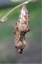 Chrysalis of gulf fritillary.