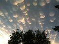 Strikingly regular mammatus clouds on June 26, 2012 in Regina, Saskatchewan, following a severe storm warning and tornado watch.