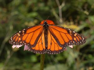 Monarch Butterfly Danaus plexippus Male 2664px.jpg