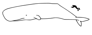 Sperm whale size.svg