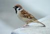 Tree Sparrow Japan Flip.jpg