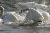 Fighting swan sc usa.jpg