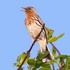 Red-throated Pipit.jpg