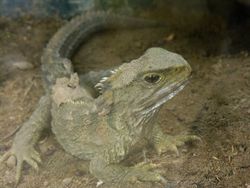 Sphenodon punctatus in Waikanae, New Zealand.jpg