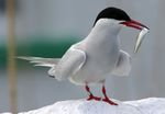 Arctic tern (Sterna paradisaea).JPG