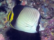 Bep chaetodon decussatus.jpg