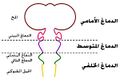 تصغير للنسخة بتاريخ 11:57، 26 فبراير 2009