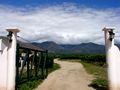 Argentine vineyard and mountains..jpg