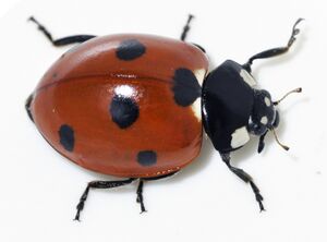 Coccinella-septempunctata-15-fws.jpg