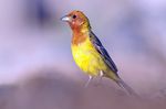 Emberiza bruniceps (Ján Svetlík).jpg