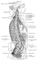 The right sympathetic chain and its connections with the thoracic, abdominal, and pelvic plexuses