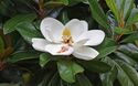 Magnolia flower Duke campus.jpg