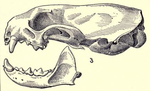 Mustelanovoboracensisskull.png