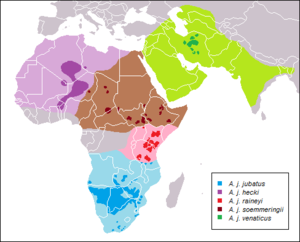 Acinonyx jubatus subspecies range.png