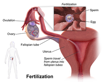 Blausen 0404 Fertilization.png