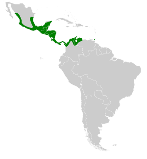 Centurio senex map.svg