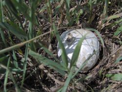 PuffballMushroom.JPG